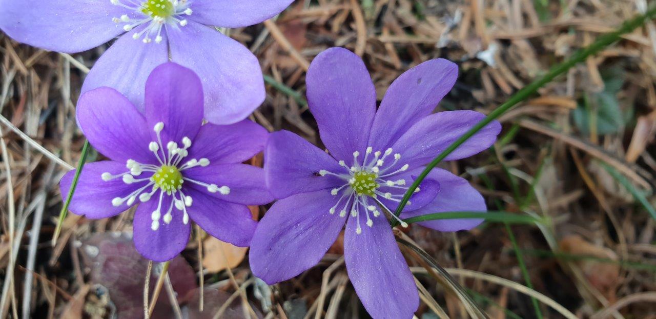 Annexe hepatique 2 fleurs et etamines bis.jpg