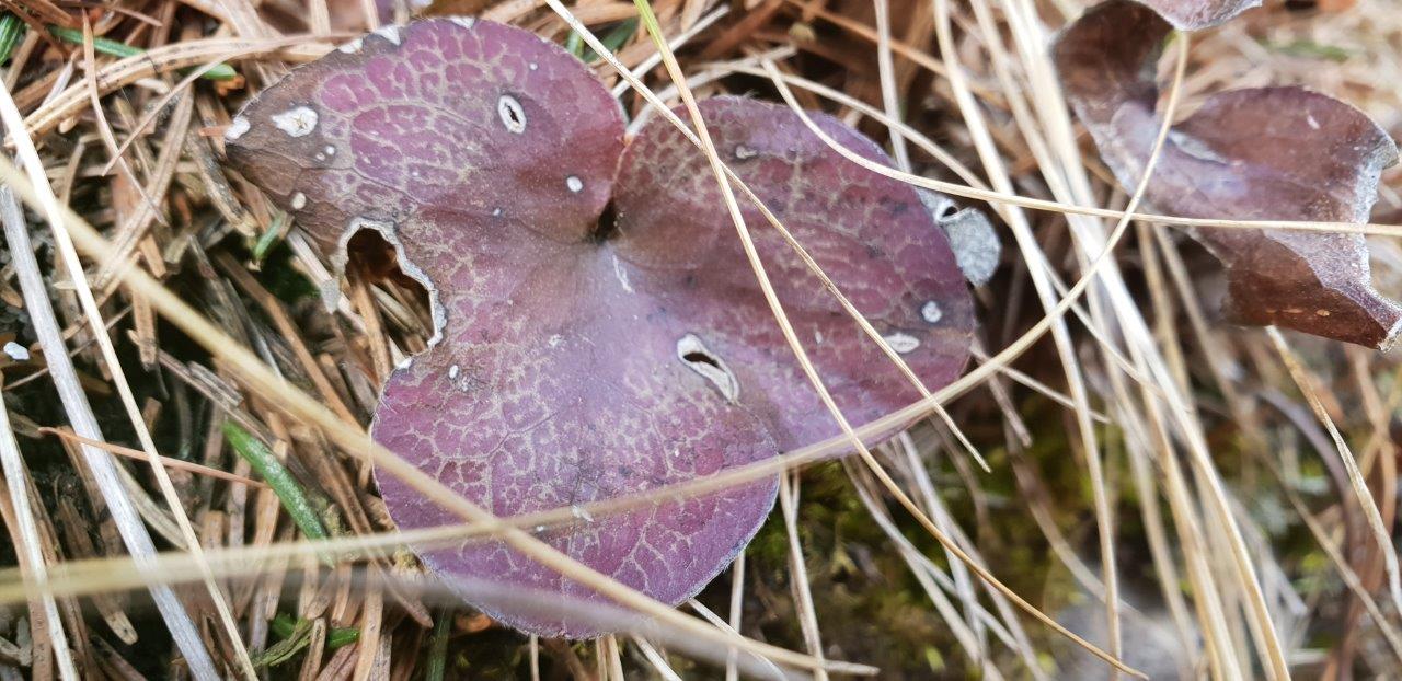 Annexe hepatique feuille.jpg