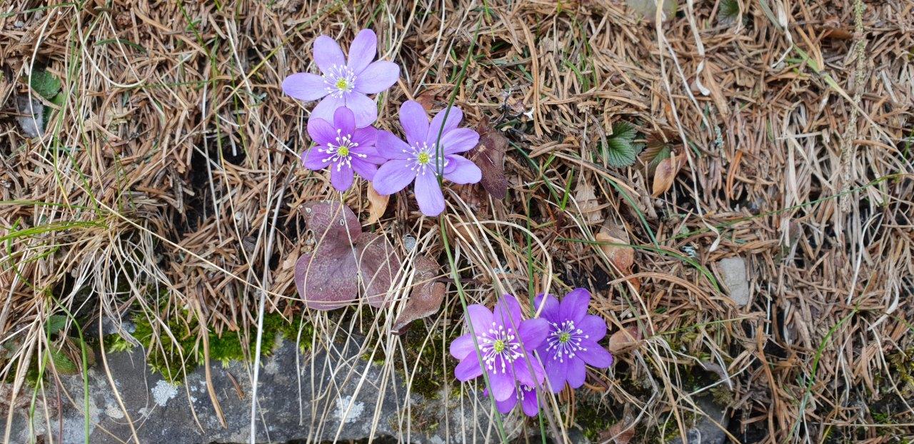 Annexe hepatiques vue d ensemble.jpg