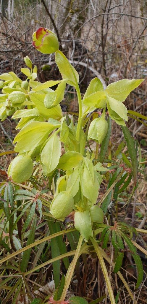 Annexe hellebore entiere.jpg