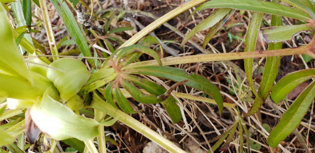 Annexe hellebore feuille.jpg