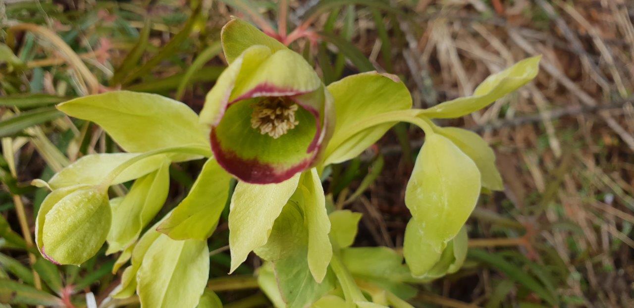 Annexe hellebores intérieur fleur et feuilles.jpg