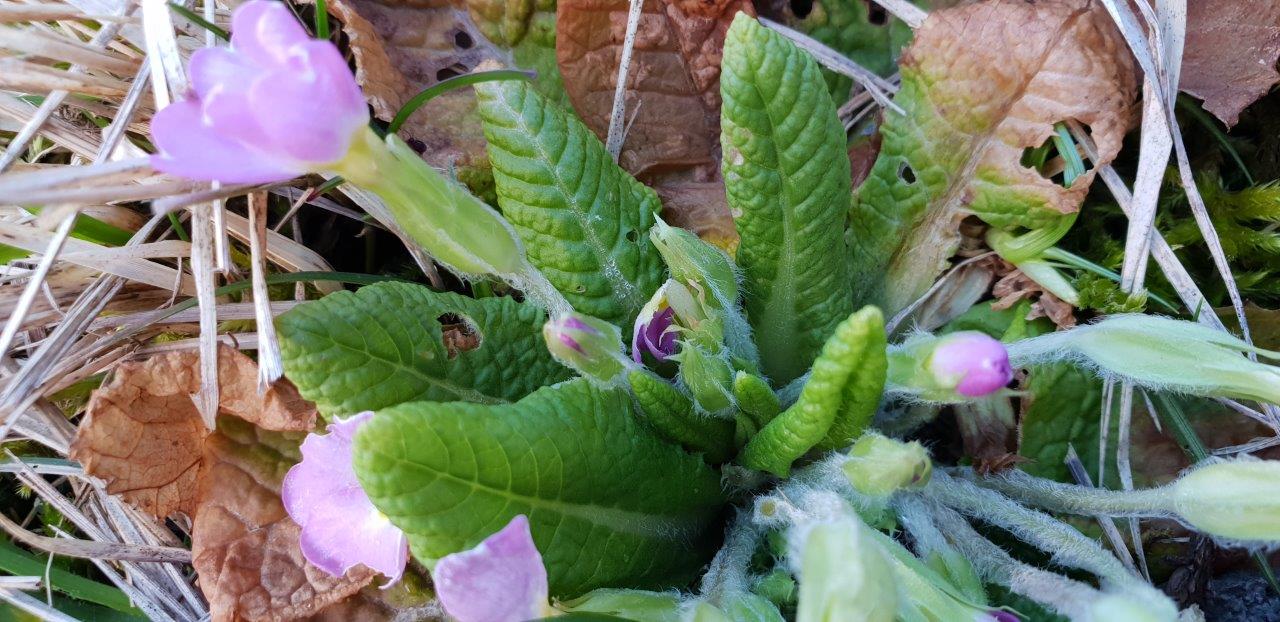 Annexe primevere feuille.jpg