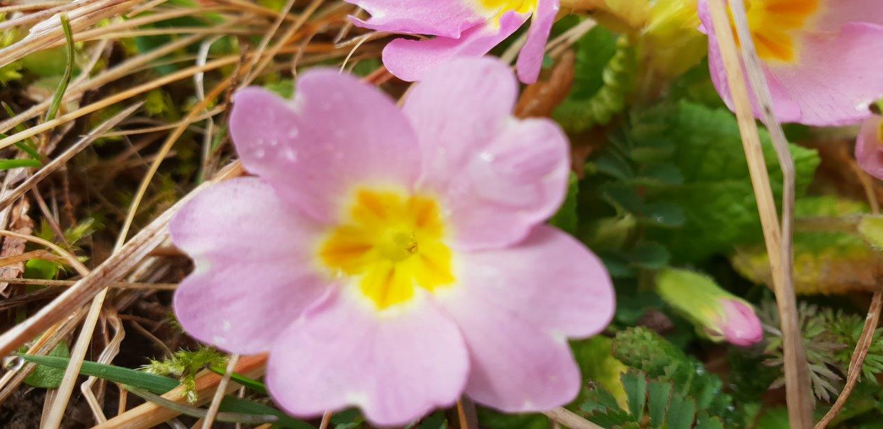 Annexe primevere fleur gros pléan floue.jpg