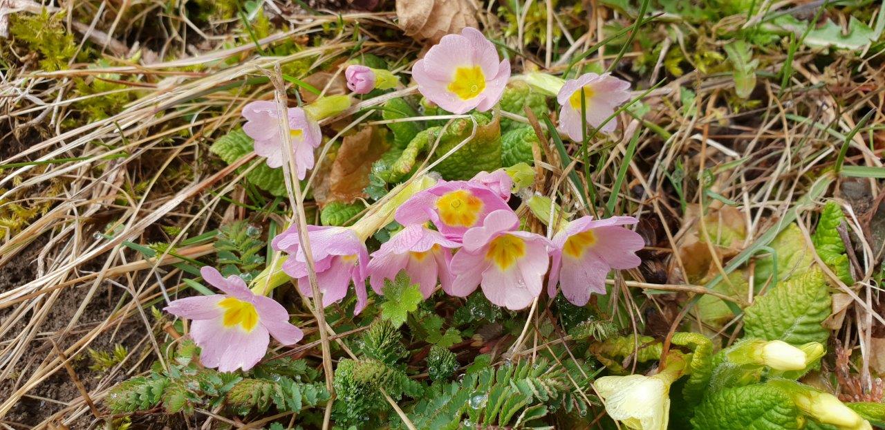 Annexe primeveres vue d ensemble bis.jpg