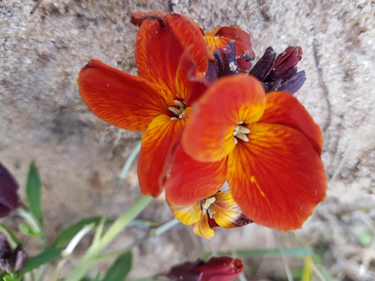 Annexe 20180405_185521.jpg