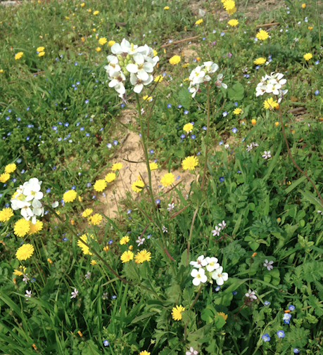 Annexe Capture d’écran 2018-04-05 à 22.24.20.png