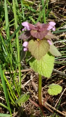 Annexe Lamier pourpre .jpg