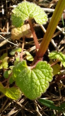Annexe Lamier pourpre feuilles.jpg