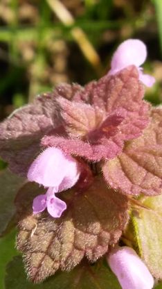 Annexe Lamier pourpre fleur.jpg