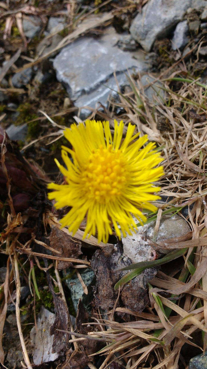 Annexe Tussilage Gros plant.jpg