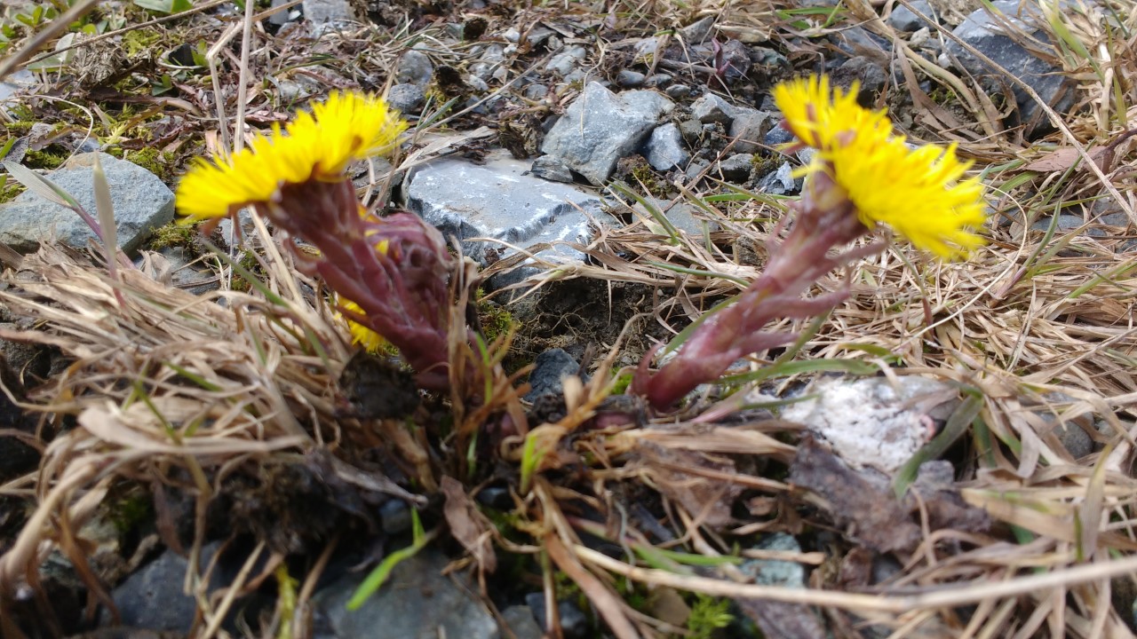 Annexe Tussilages.jpg