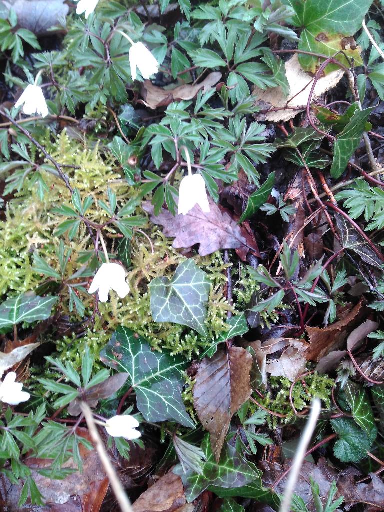 Annexe IMG_20180330_101054_1-redim1024.jpg