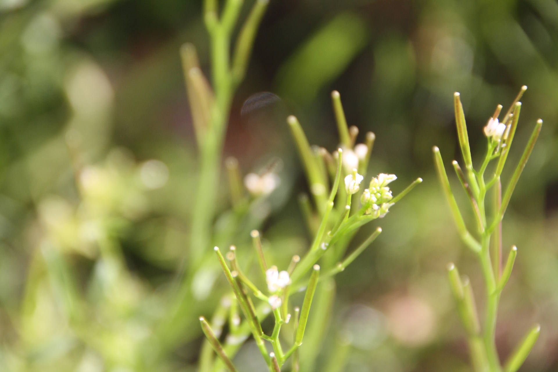 Annexe fleur+fruit.JPG