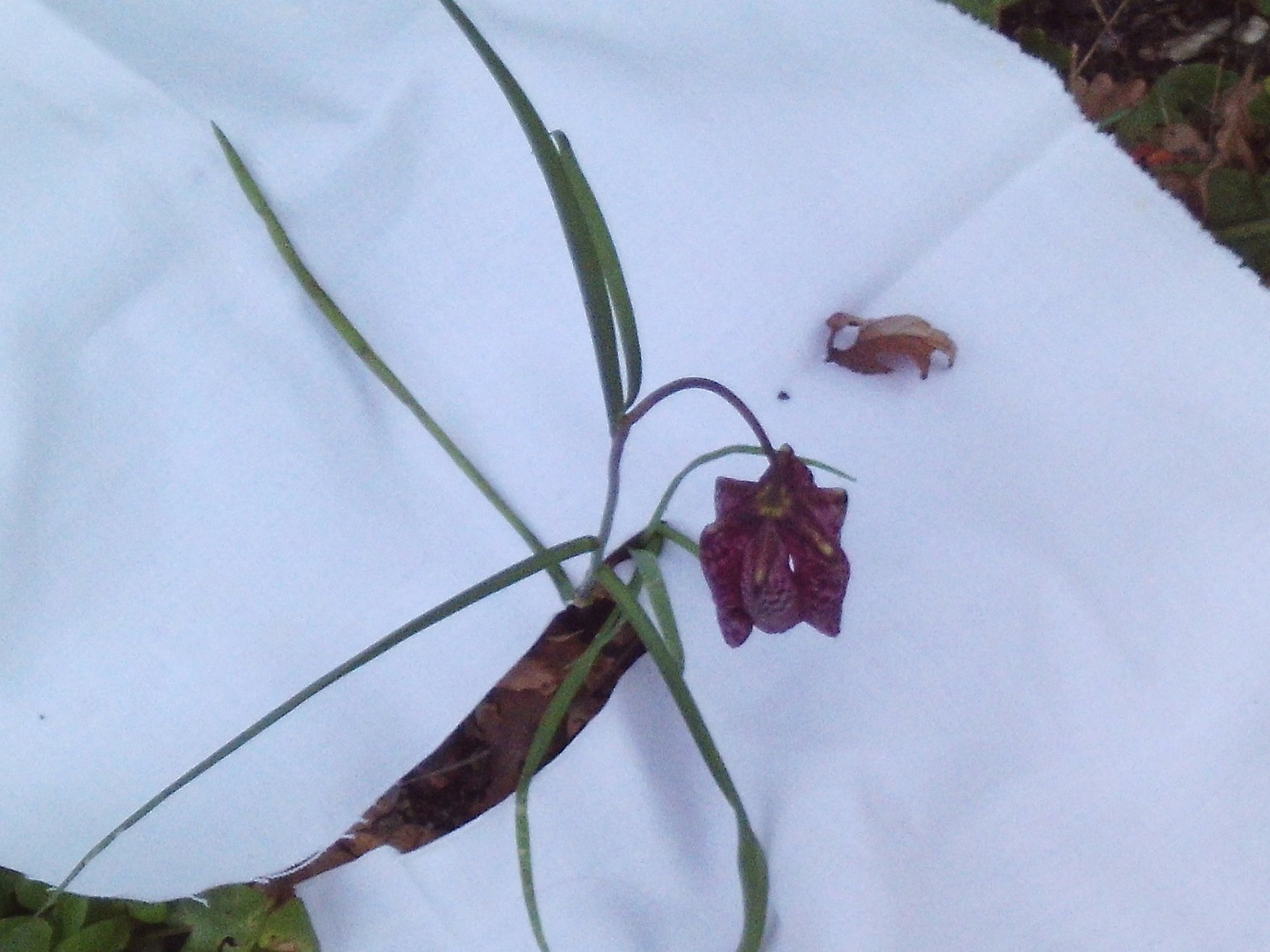 Annexe fritilaire 0.jpeg