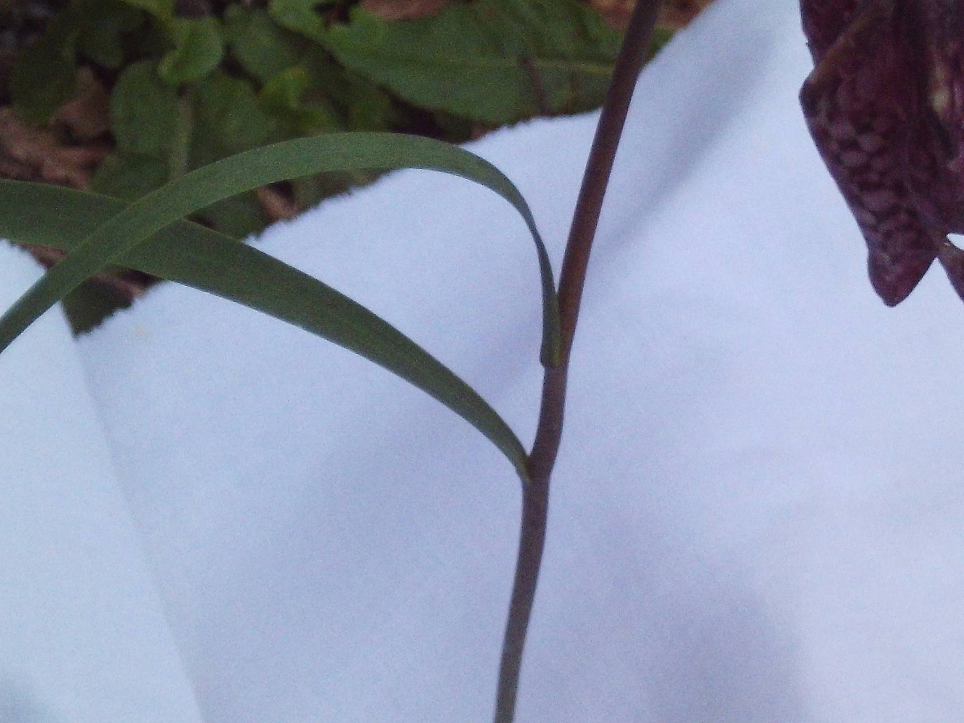 Annexe fritilaire feuilles.JPG