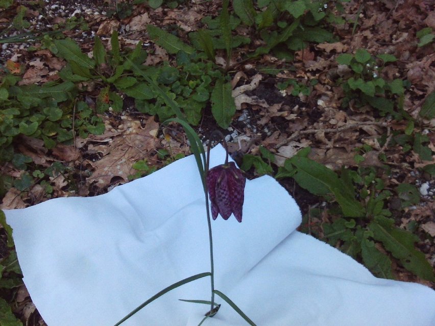 Annexe fritilaire1.JPG