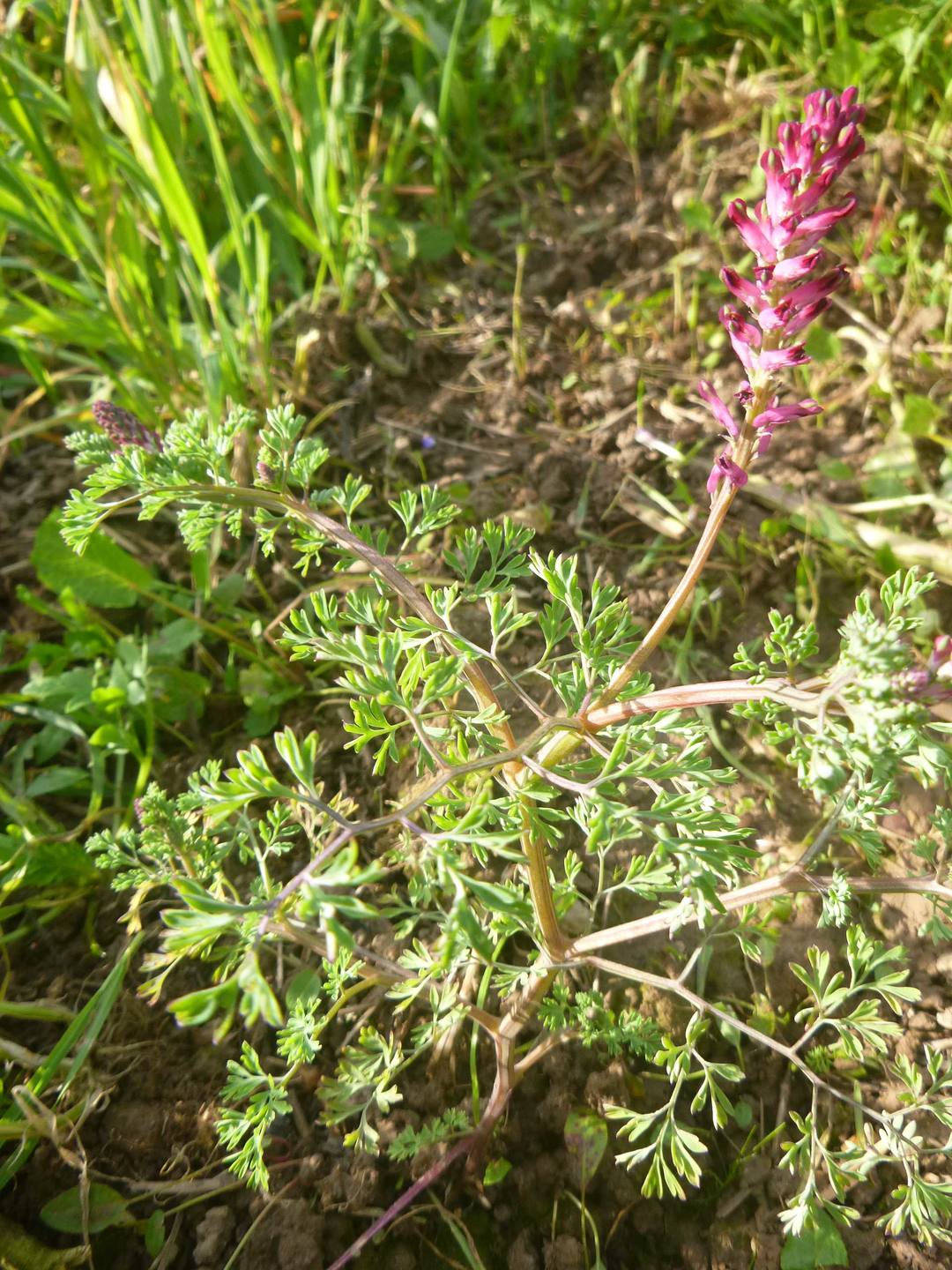 Annexe Fumeterre1.jpg