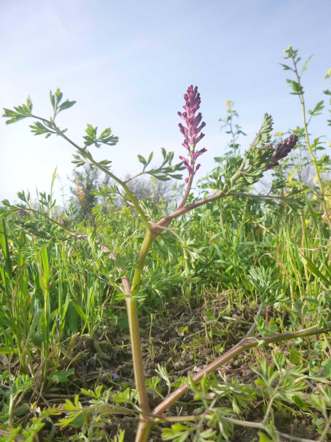 Annexe Fumeterre3.jpg