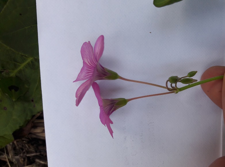 Annexe 20180406_155527.jpg