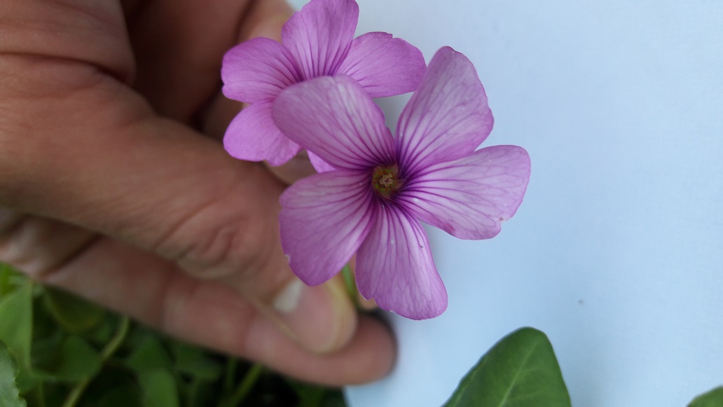 Annexe 20180406_155544.jpg