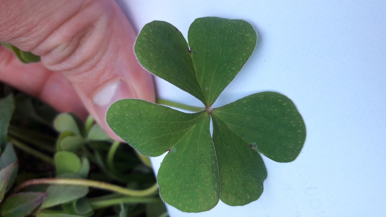 Annexe 20180406_155633.jpg