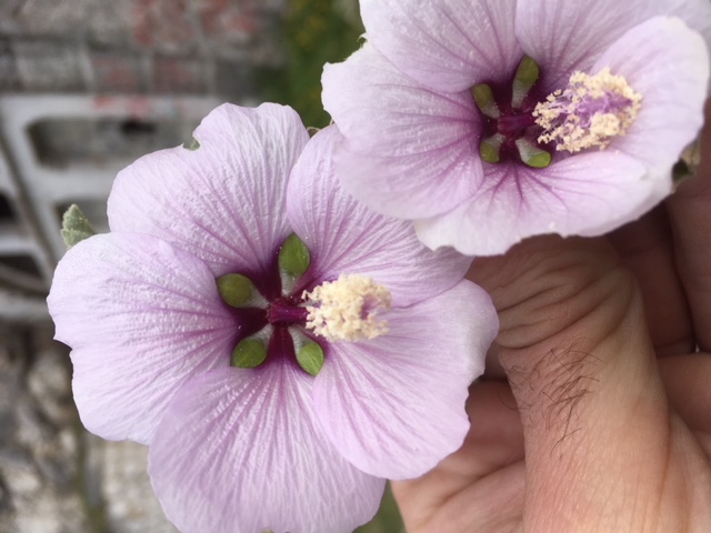 Annexe foto lavatera 7.jpg