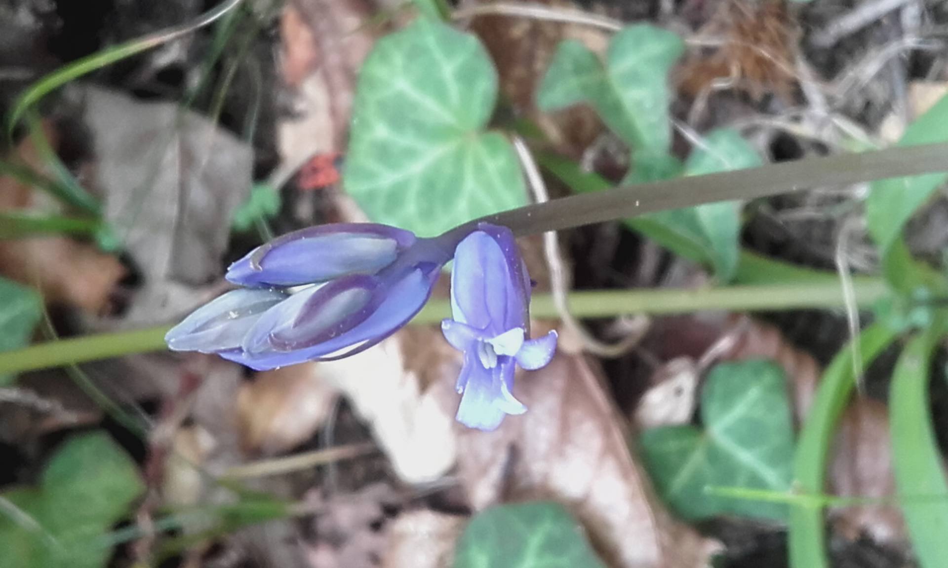 Annexe Fleur Jacinthe des bois.jpg