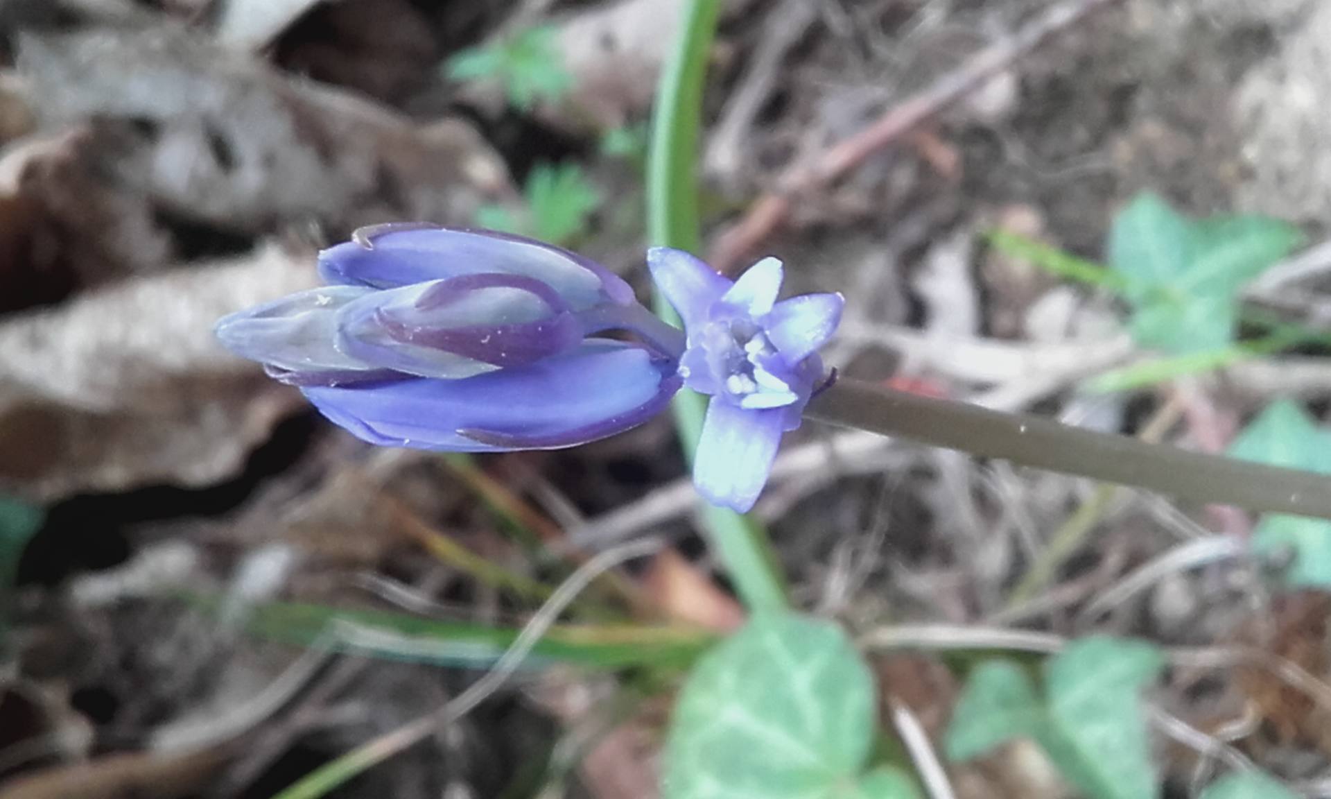 Annexe Fleur de face Jacinthe des bois.jpg