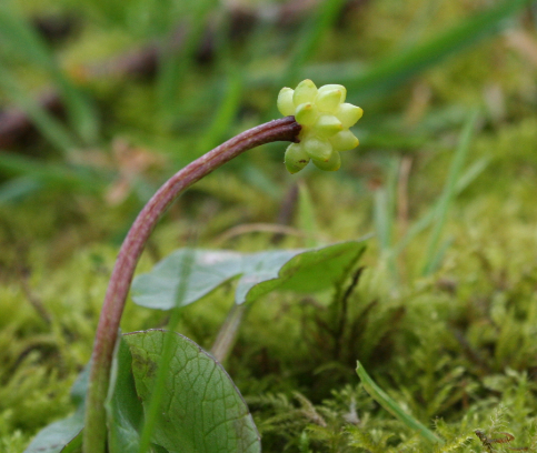 Annexe bouton fleural.PNG