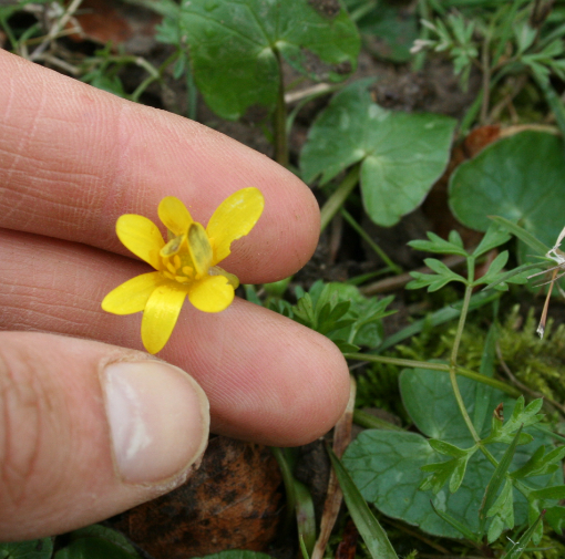 Annexe fleur de haut épanouie.PNG