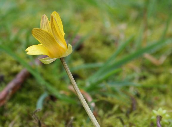 Annexe fleur de profil.PNG