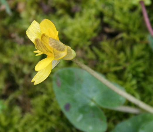Annexe fleur vue en oblique non épanouie.PNG