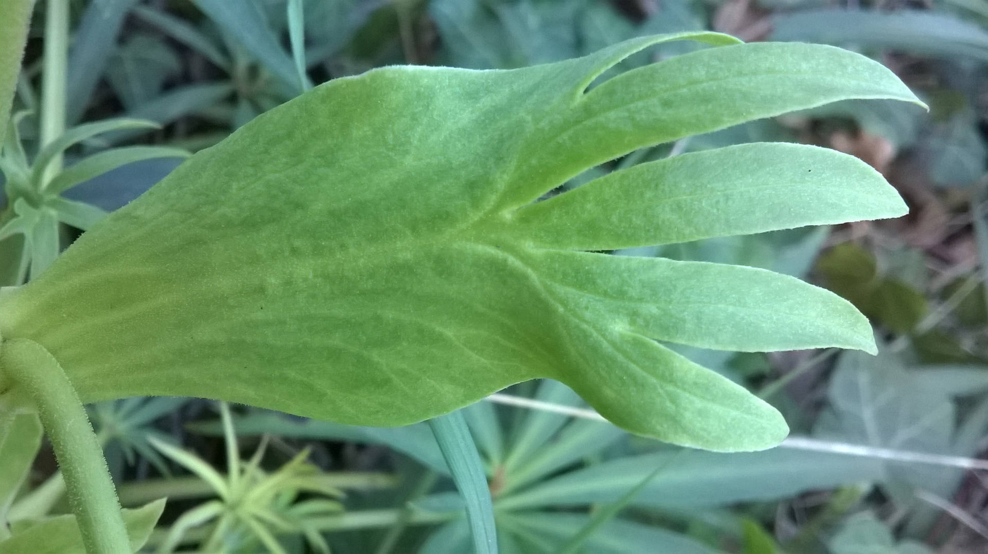 Annexe Héllébore fétide feuille.jpg