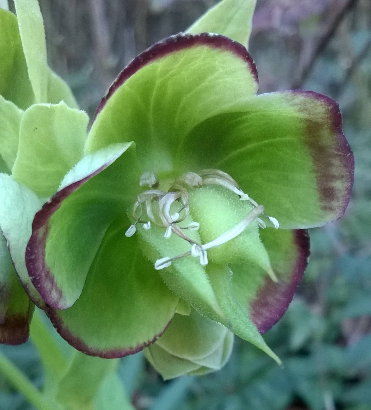 Annexe Héllébore fétide fruit.jpg