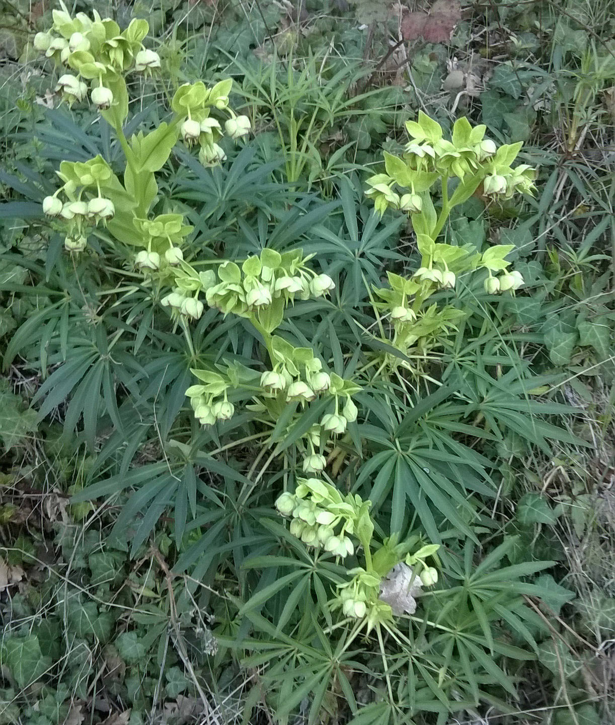 Annexe héllébore fétide ensemble lég.jpg