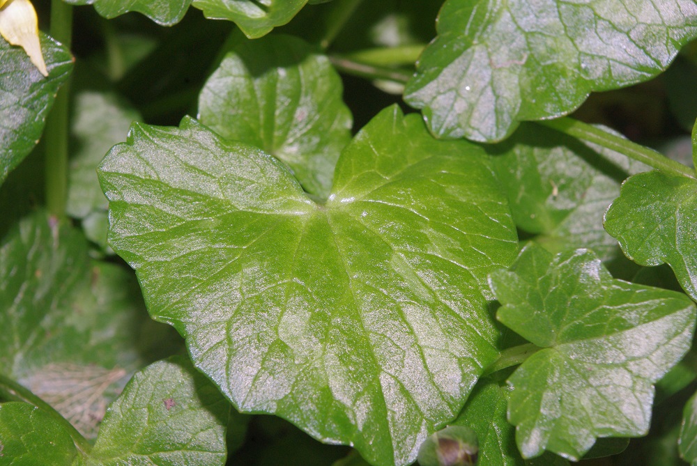 Annexe feuille renoncule ficaire - Copie.JPG