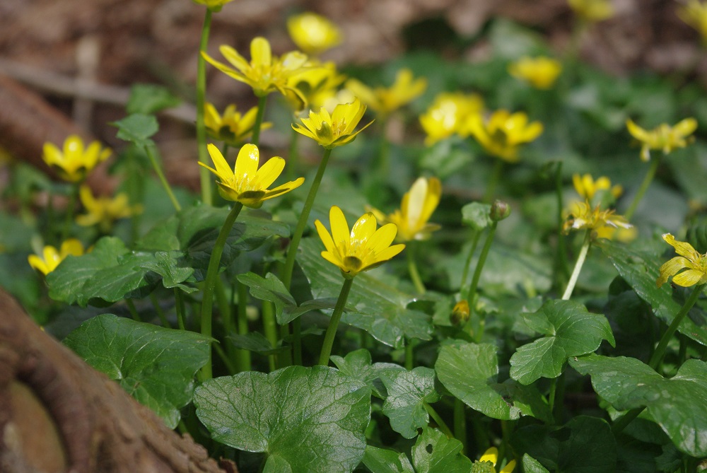 Annexe renoncule ficaire - Copie.JPG