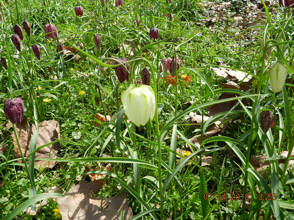 Annexe Fritillaires.JPG