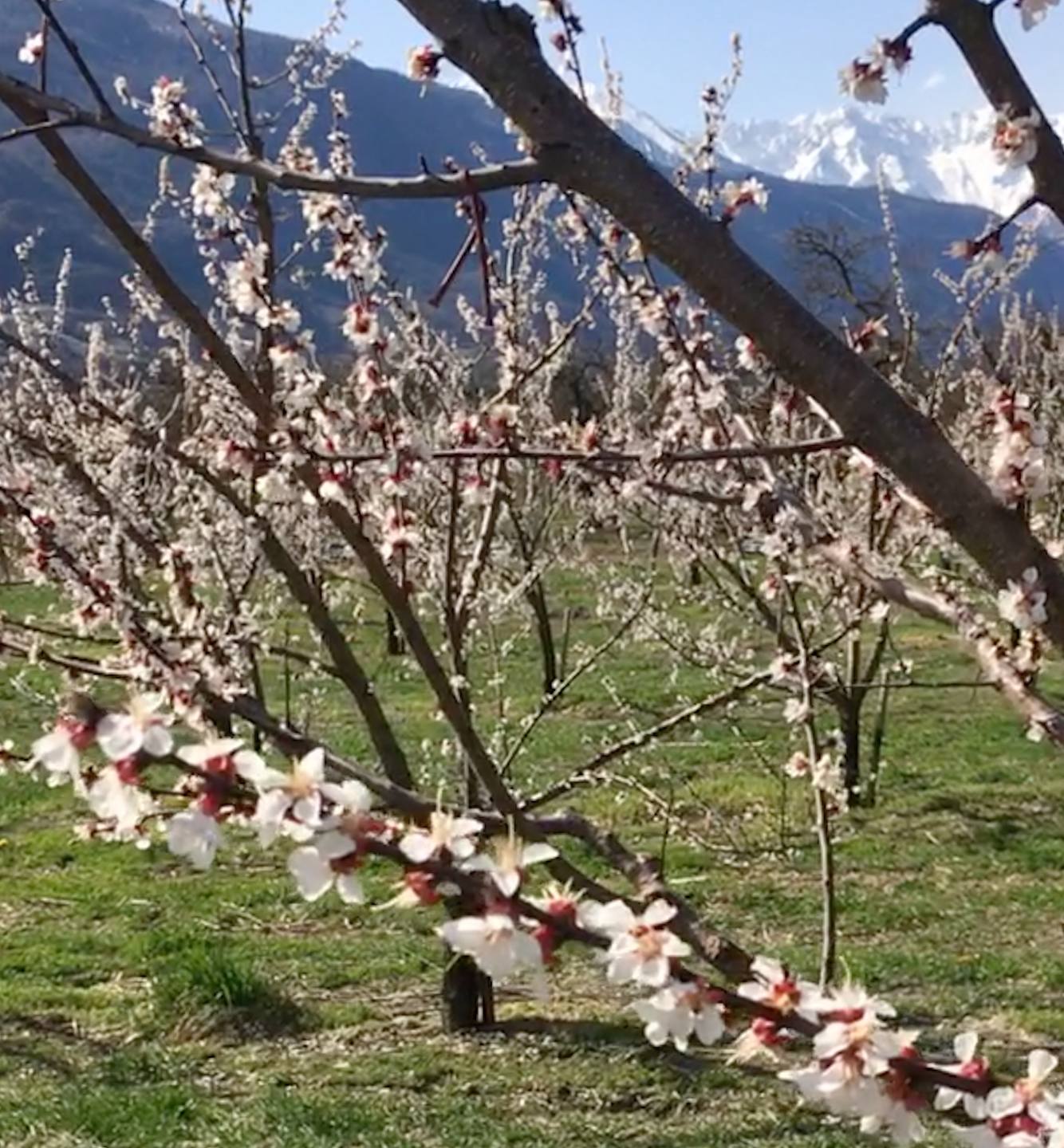 Annexe Fleurs de Prunus armeniaca.jpeg