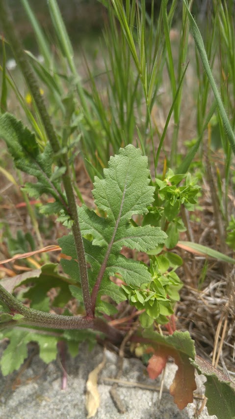 Annexe 20180407_133607.jpg