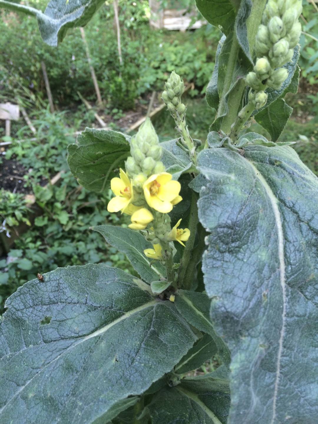 Annexe Molène - fleurs et feuilles.jpg