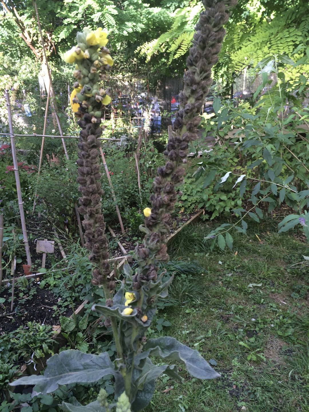 Annexe Molène - partie florale.jpg