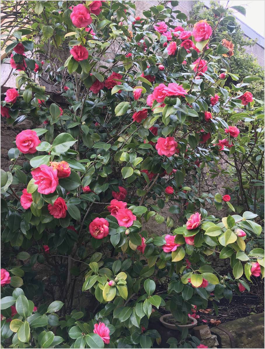 Annexe camelia_1.jpg