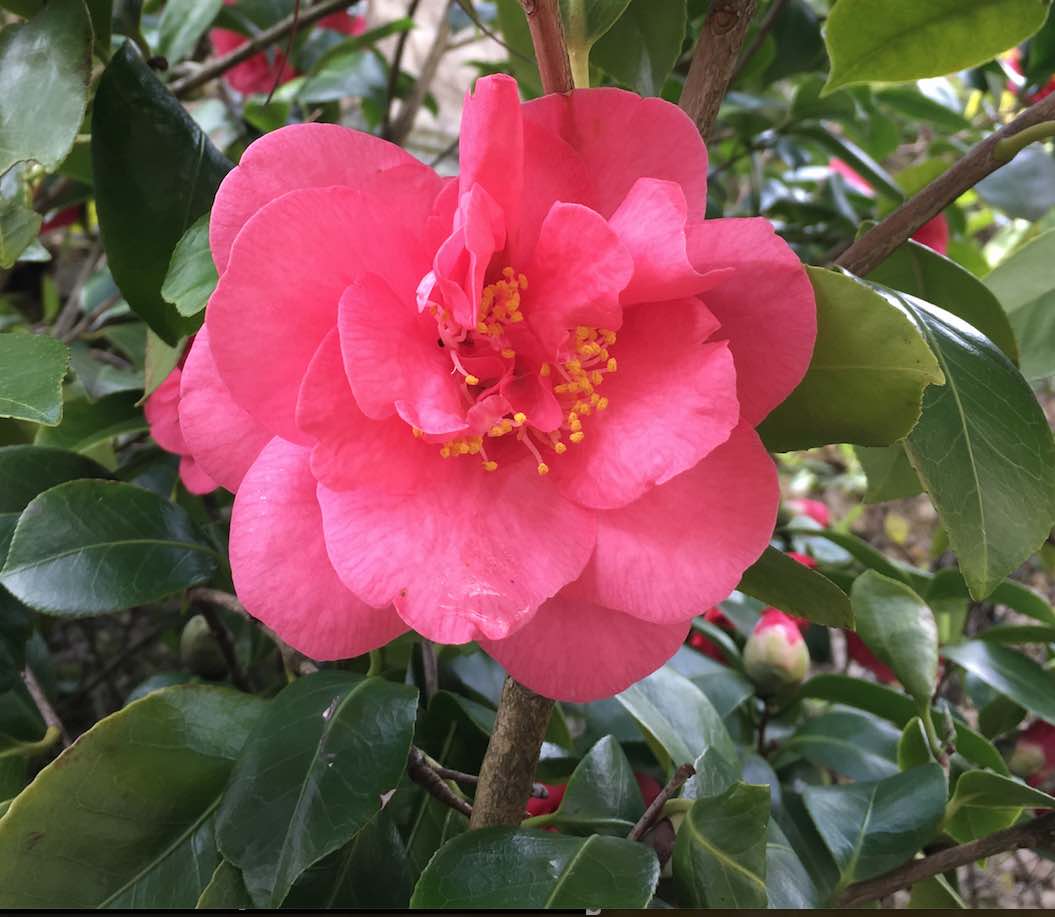 Annexe camelia_2.jpg