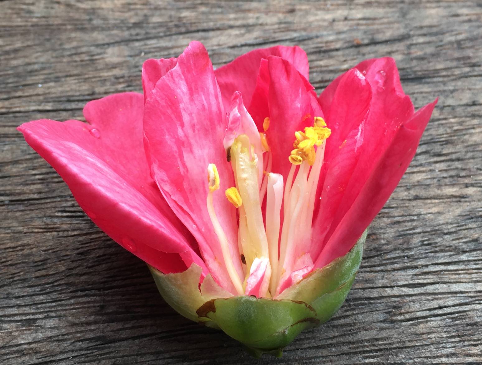 Annexe camelia_3.jpg