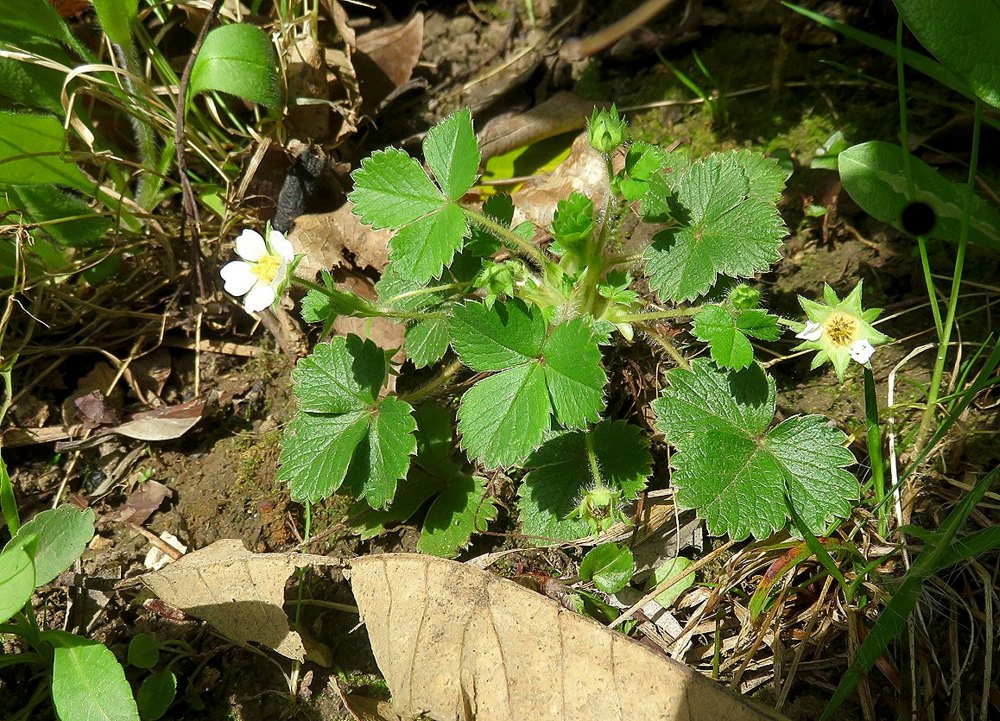 Annexe Fraisier des bois 01_plante entiere.jpeg
