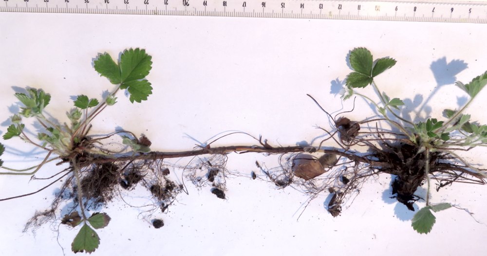 Annexe Fraisier des bois 02_Stolons.jpeg