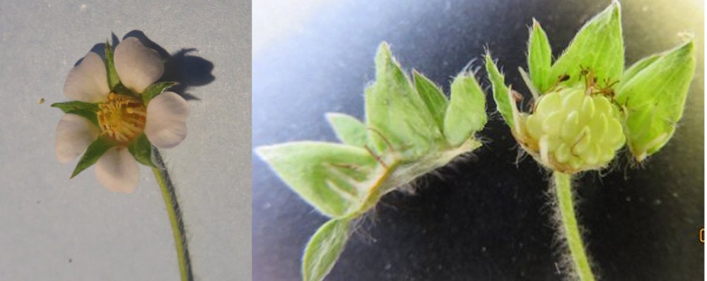 Annexe Fraisier_ fleur _jeune fruit_ 03.jpeg