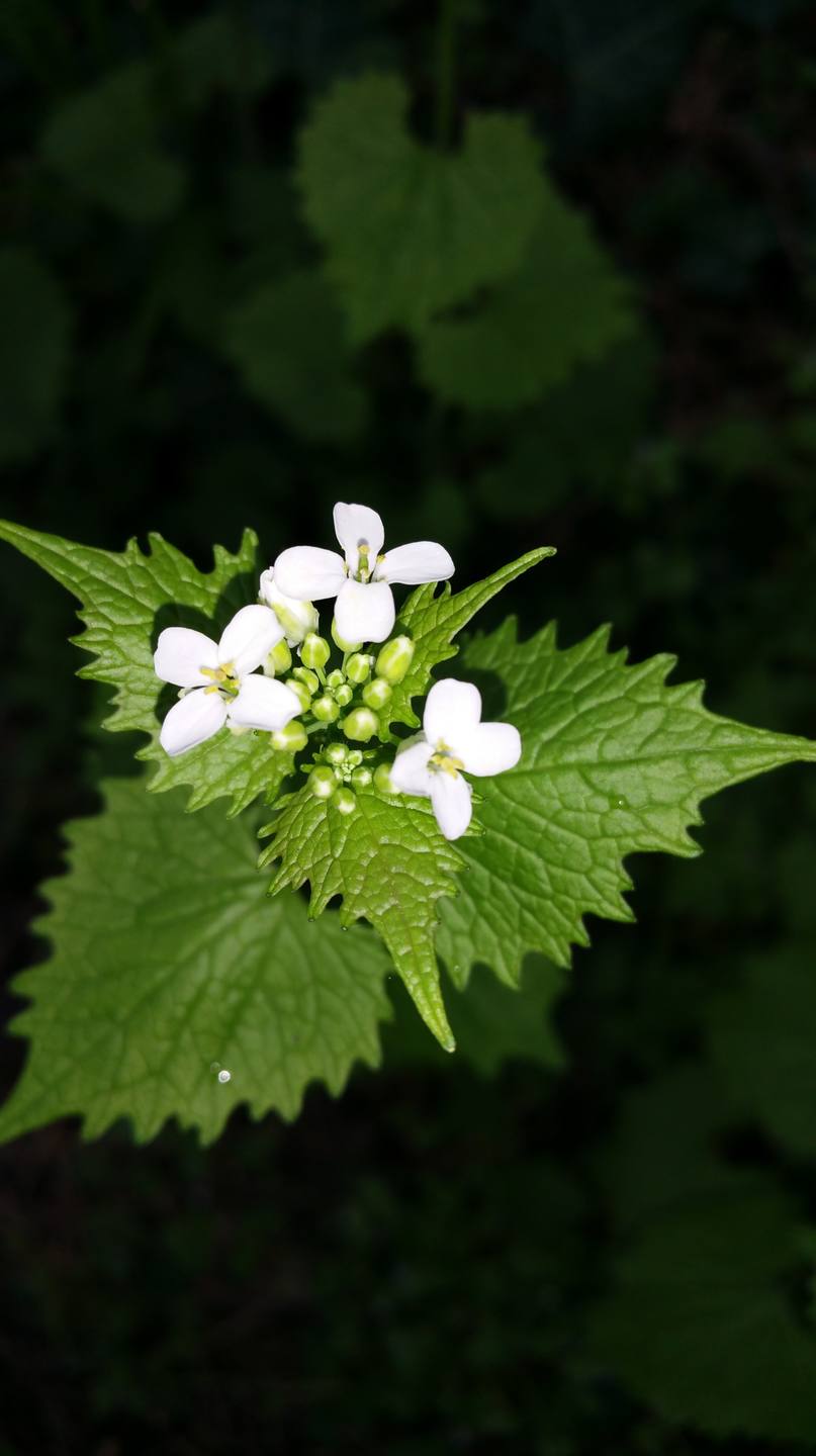 Annexe Alliaire fleurs-min.jpg